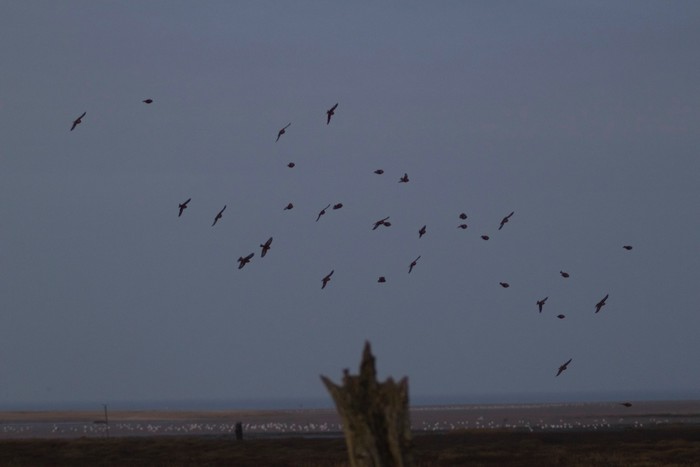 Twite