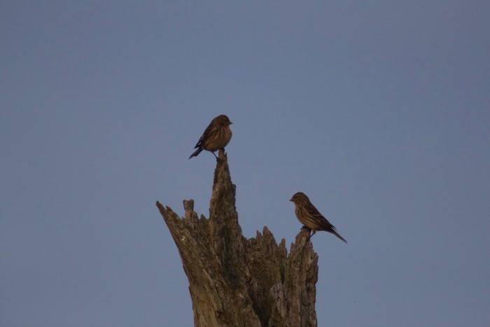 Twite