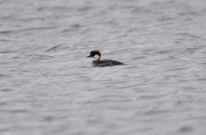 Smew