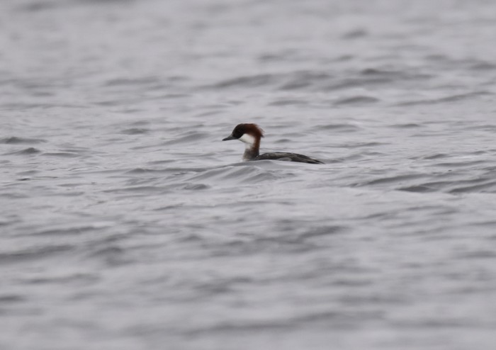 Smew