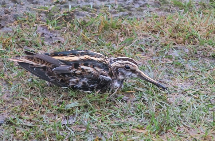 Jack Snipe