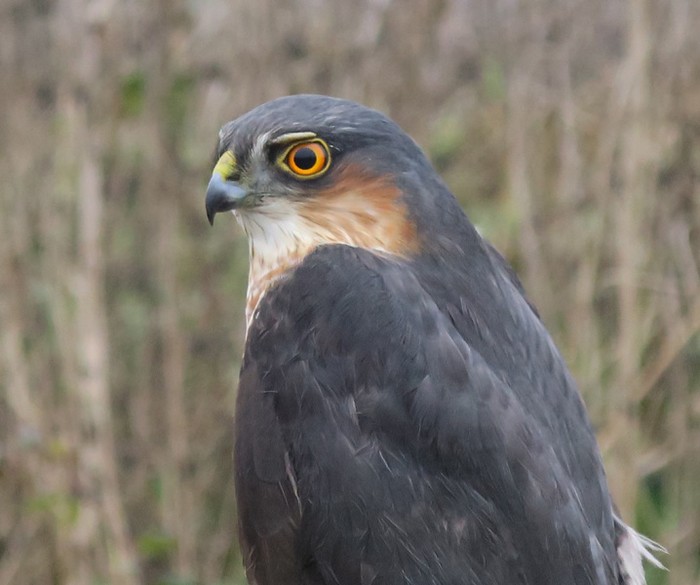 Sparrowhawk