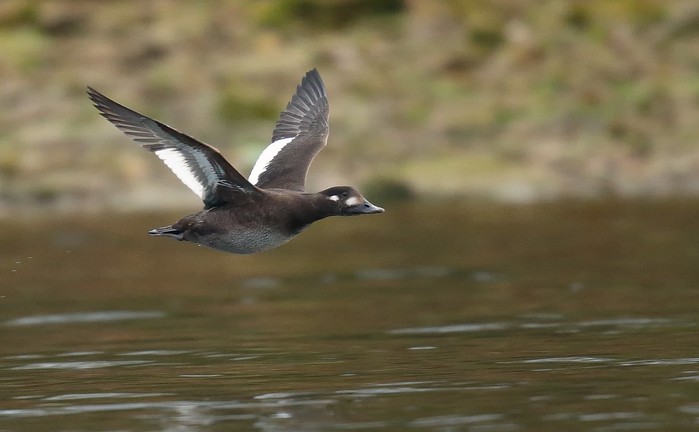 Velvet Scoter