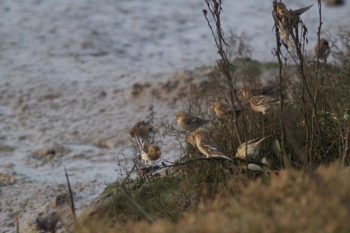 Twite