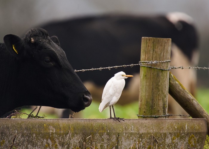 Cattle Egret