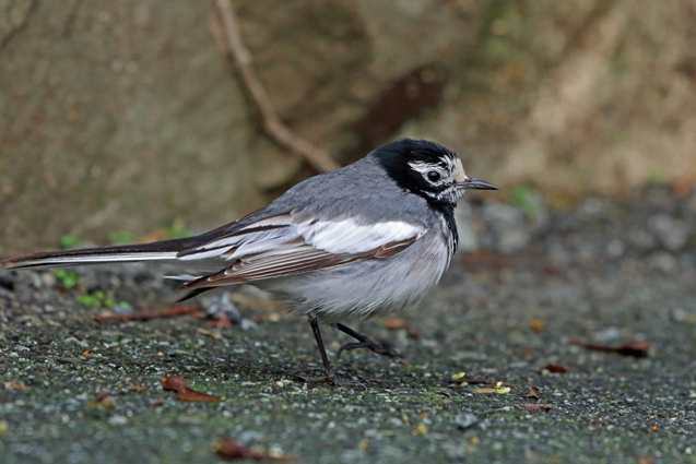Masked Wagtail