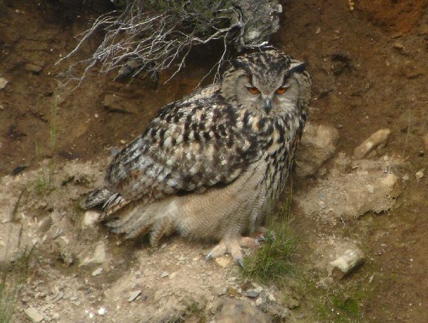 Eagle Owl