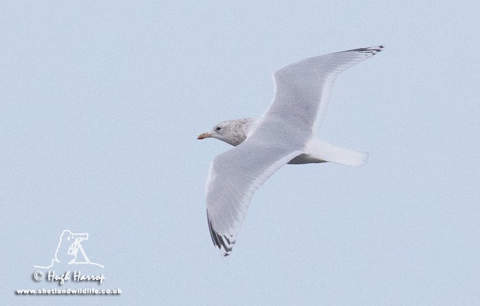 Kumlien's Gull