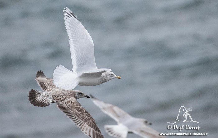Kumlien's Gull