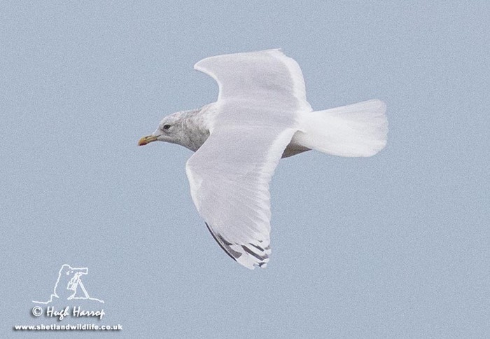 Kumlien's Gull