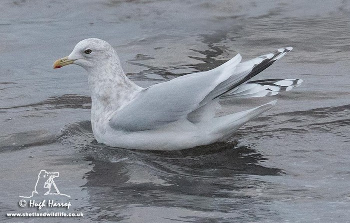 Kumlien's Gull