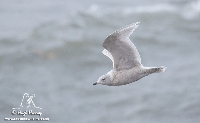 Iceland Gull