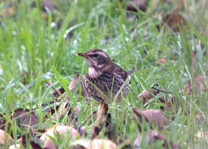 Dusky Thrush