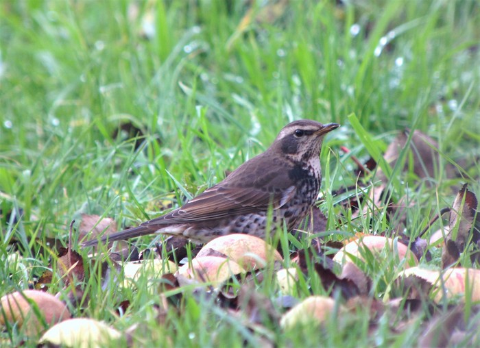 Dusky Thrush