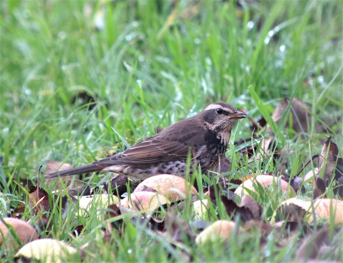 Dusky Thrush