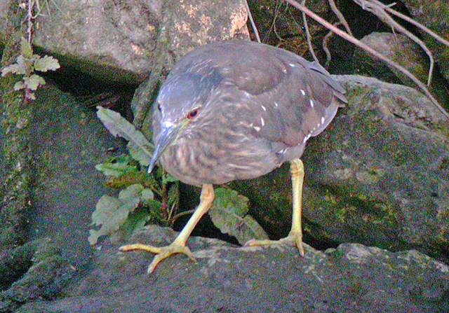 Night Heron
