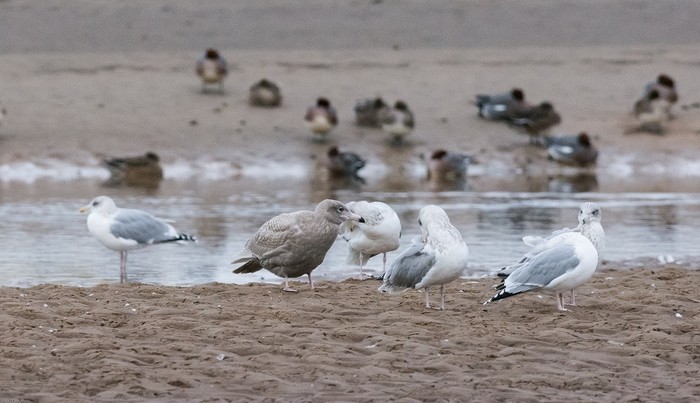 Glaucous Gull