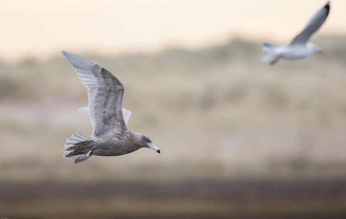 Glaucous Gull