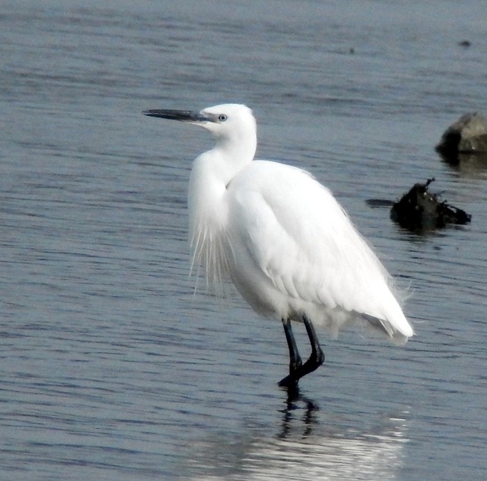 Little Egret