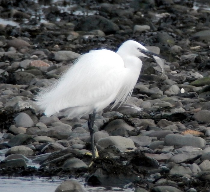 Little Egret