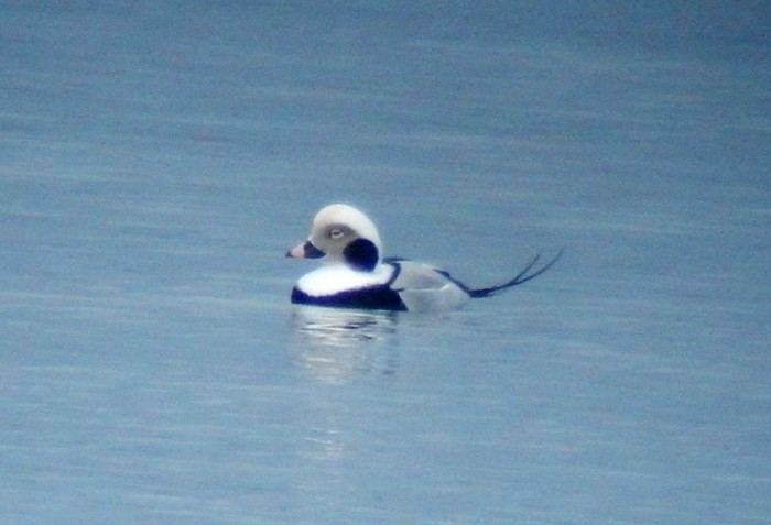 Long-tailed Duck