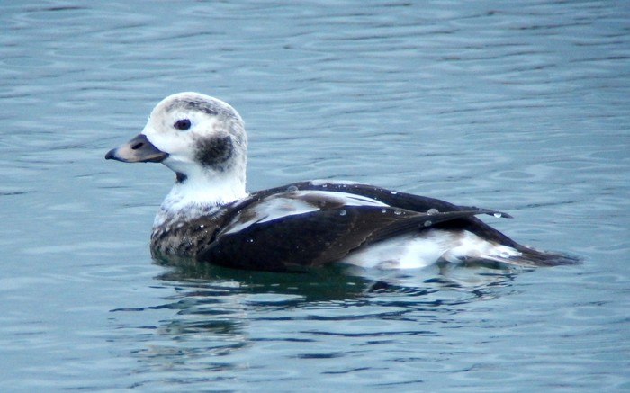 Long-tailed Duck