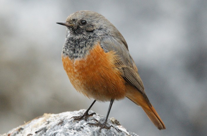 Eastern Black Redstart