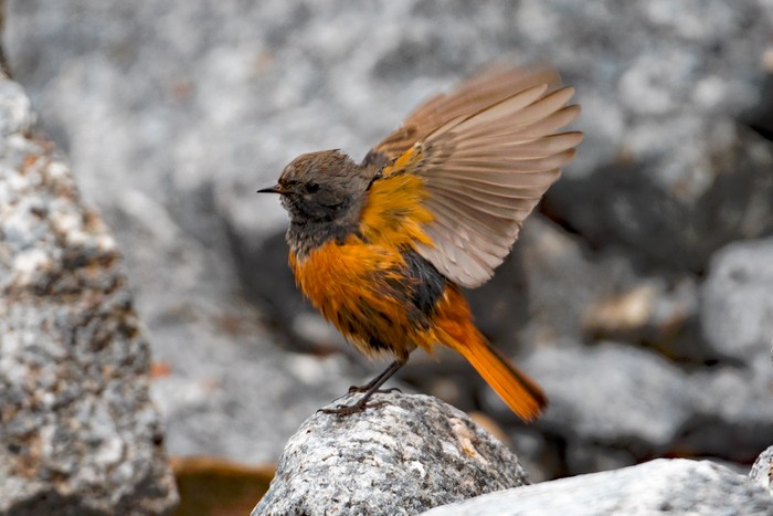 Eastern Black Redstart