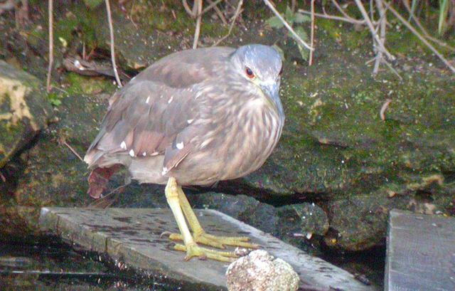 Night Heron