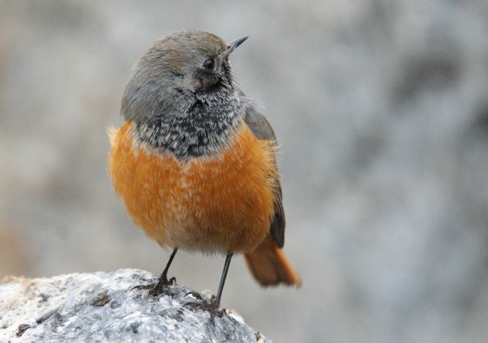 Eastern Black Redstart