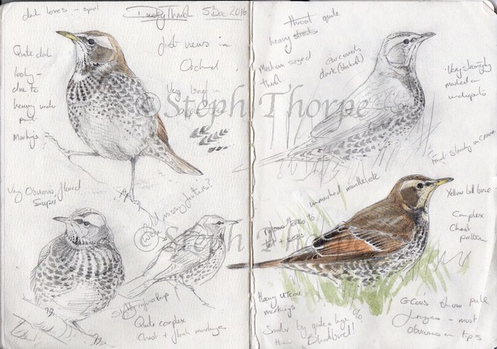 Dusky Thrush