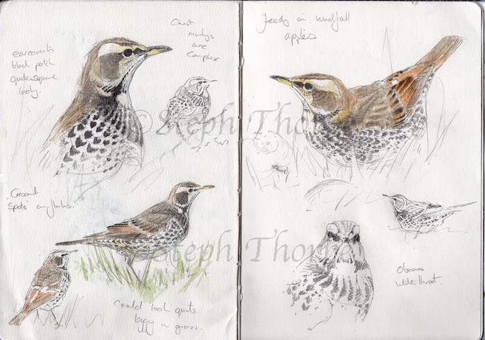 Dusky Thrush