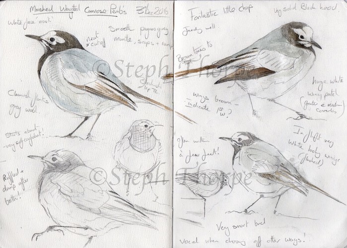 Masked Wagtail