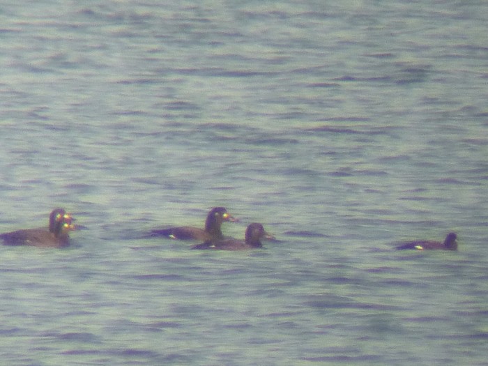 Velvet Scoter