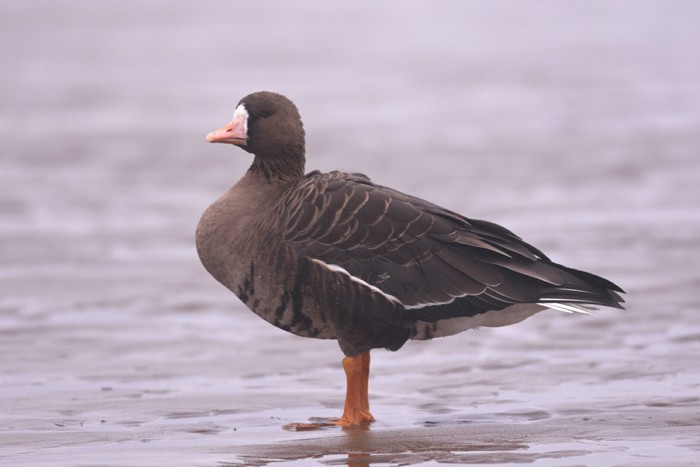 Eurasian White-fronted Goose