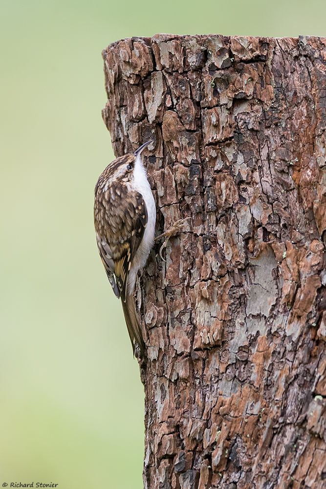 Treecreeper