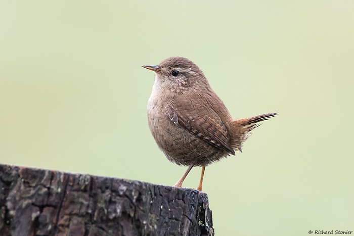 Wren