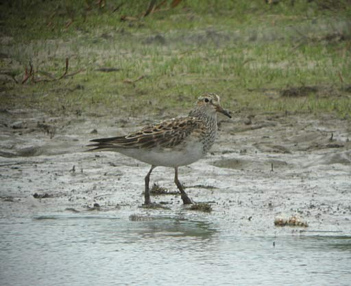 Pectoral Sandpiper
