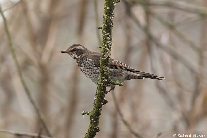 Dusky Thrush