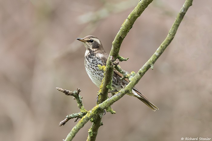 Dusky Thrush