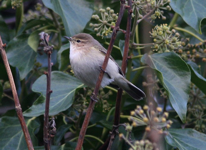 Siberian Chiffchaff