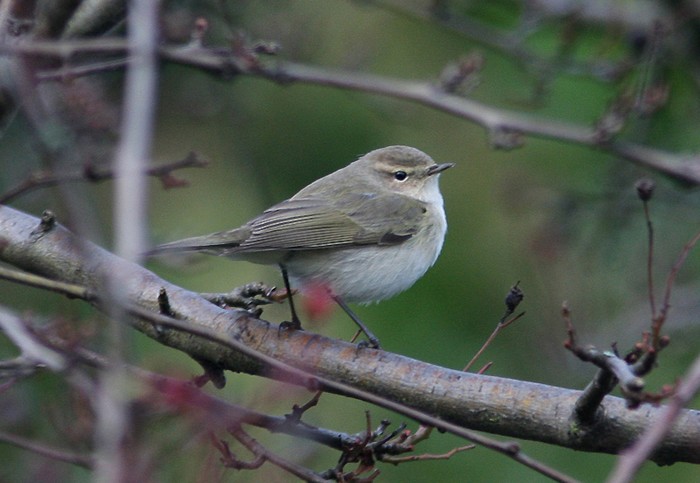 Siberian Chiffchaff