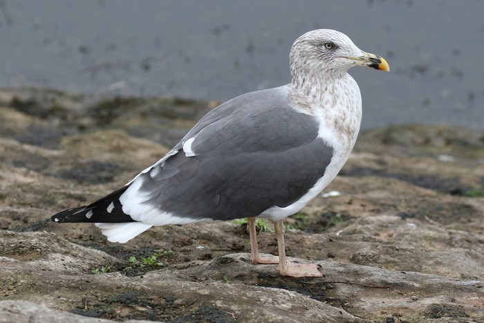 Lesser Black-backed Gull