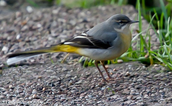Grey Wagtail