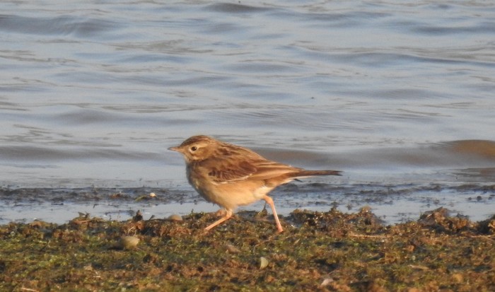 Blyth's Pipit