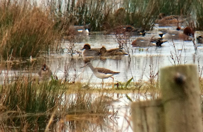 Greater Yellowlegs