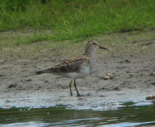 Pectoral Sandpiper