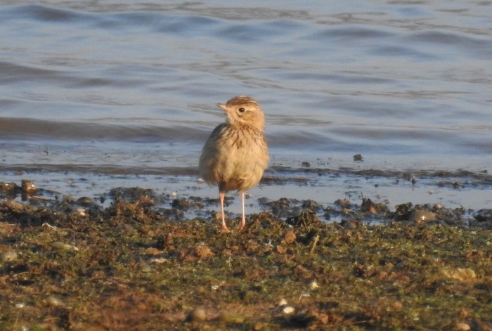 Blyth's Pipit