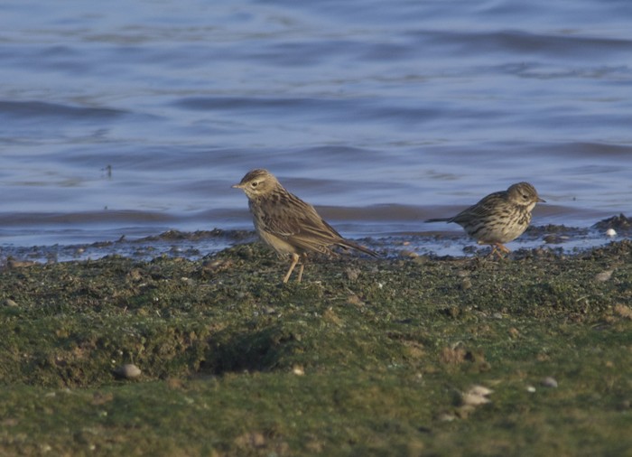 Blyth's Pipit