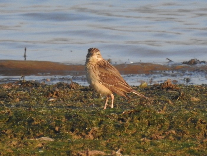 Blyth's Pipit